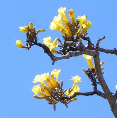 Tabebuia aurea