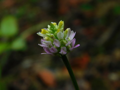 Polygala curtissii