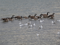 Branta canadensis
