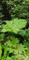 Gunnera tinctoria