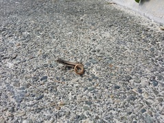 Leiocephalus psammodromus