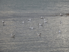 Chroicocephalus ridibundus