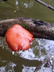 Gymnopilus liquiritiae