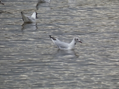 Chroicocephalus ridibundus