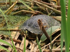 Trachemys scripta