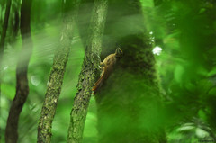 Dendrocolaptes sanctithomae