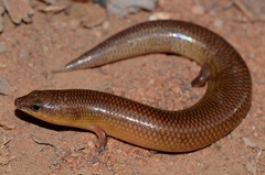 Sundevall's Writhing Skink photo 3