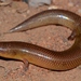 Sundevall's Writhing Skink - Photo no rights reserved