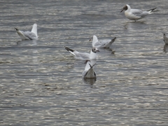 Chroicocephalus ridibundus