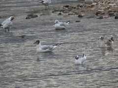 Chroicocephalus ridibundus