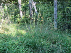 Juncus effusus effusus