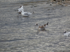Chroicocephalus ridibundus