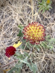 Gaillardia suavis