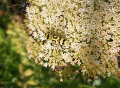 Chlorophorus varius
