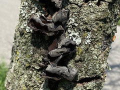 Auricularia angiospermarum