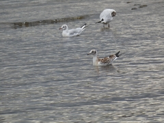 Chroicocephalus ridibundus