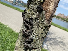 Auricularia angiospermarum