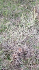 Baccharis articulata