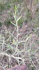 Baccharis articulata