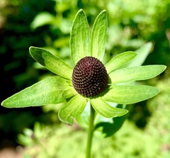 Rudbeckia occidentalis