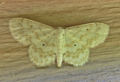 Idaea obfusaria