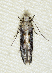 Coleotechnites florae