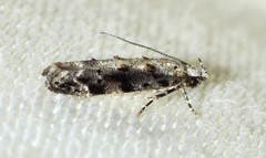 Coleotechnites florae