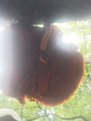 Gymnopilus liquiritiae