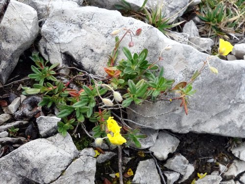 Image of Helianthemum alpestre by (c) Wolfgang Jauch, some rights reserved (CC BY)