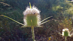 Dipsacus comosus