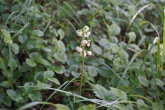 Pyrola media
