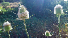 Dipsacus comosus