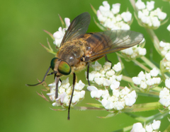 Pangoniinae