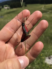 Zygaena minos