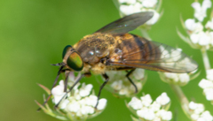 Pangoniinae