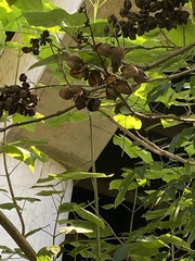 Paulownia