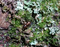 Trypodendron signatum