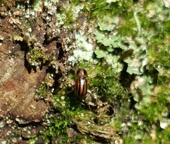 Trypodendron signatum