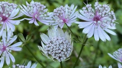 Astrantia major