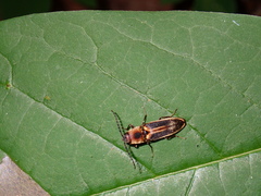 Megapenthes limbalis