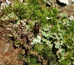 Trypodendron signatum