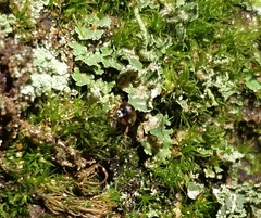 Trypodendron signatum