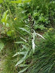 Omalotheca sylvatica