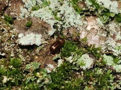 Trypodendron signatum