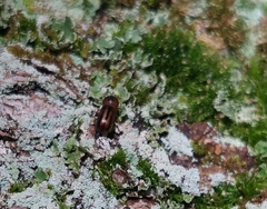 Trypodendron signatum
