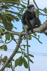 Semnopithecus vetulus vetulus