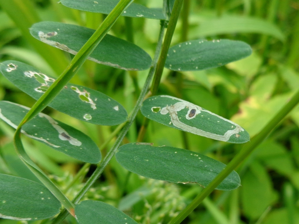 Liriomyza congesta