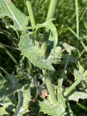 Golovinomyces sonchicola