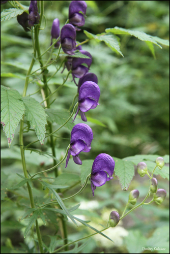 Aconitum baicalense (Aconitum baicalense)