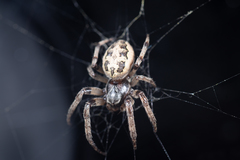 Larinioides cornutus